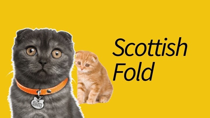 10 Fakta Scottish Fold—Kupingnya bengkok!