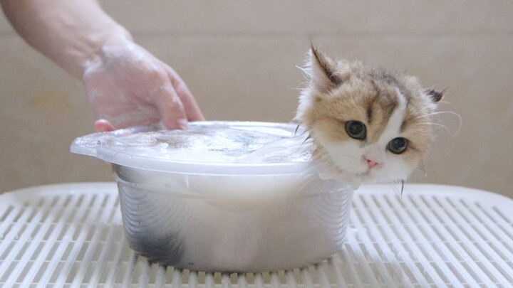 Some cats turn into liquid while you’re bathing them....