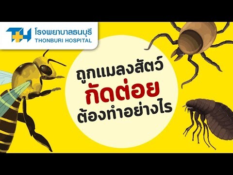 ถูกแมลงสัตว์กัดต่อยต้องทำอย่างไร : โรงพยาบาลธนบุรี