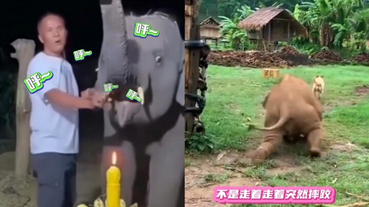 الفيل الصغير ينفخ الشموع في عيد ميلاده، لكنه ما زال لا يعرف كيف يستخدم خرطومه!