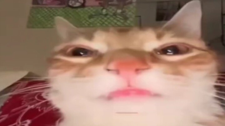 Cat videos suitable for middle-aged and elderly cats
