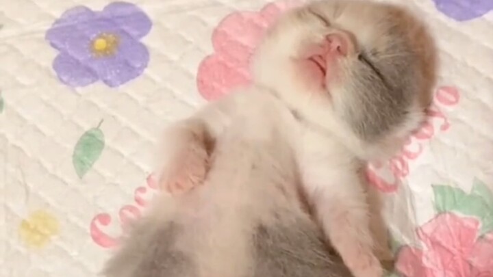 “Cuteness might be late, but it’ll never be absent.”