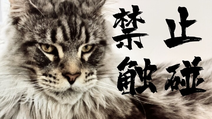 Ai mà còn bảo Maine là gã khổng lồ hiền lành, tao đập cho vỡ đầu!