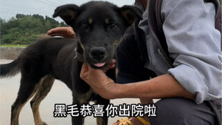 Heimao bravely overcame parvovirus and was discharged from the hospital to go home!