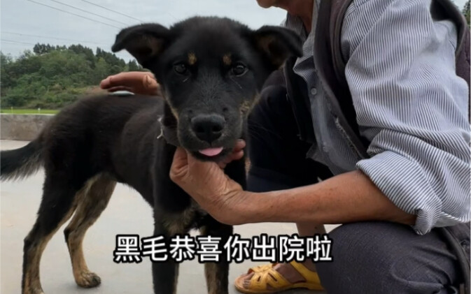 黑毛坚强的战胜了细小，康复出院回家啦！