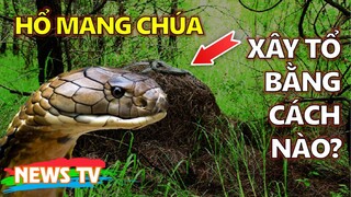 Hổ Mang Chúa xây tổ bằng cách nào? Cách phân biệt với hổ mang thường và hổ trâu!