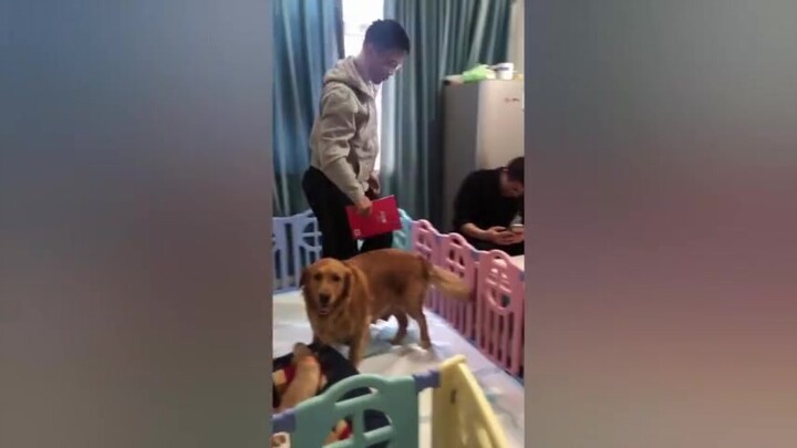 Chủ nhân nhỏ đi học về muốn vuốt ve chú chó Golden nhỏ, nhưng mẹ Golden không cho, bắt con phải đọc 