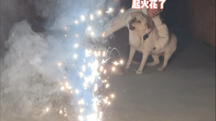 Ngày Tết đốt vài quả pháo hoa, “chú chó cứu hỏa” vẫn tận tụy như thường lệ.