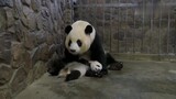 [Animals]Funny behaviors of the panda mother