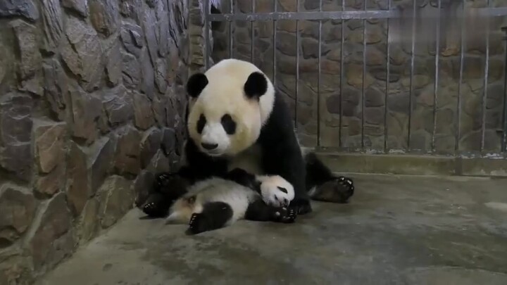 发现有人来了，熊猫妈妈赶快把宝宝搂在怀里，结果却让人捧腹大笑