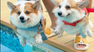 The difference between different Corgi swimming