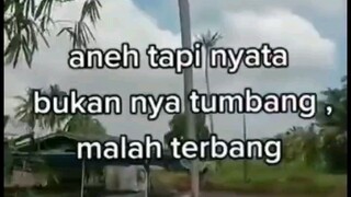 pohon kelapa setelah di tebang bukanya tumbang malah terbang😱