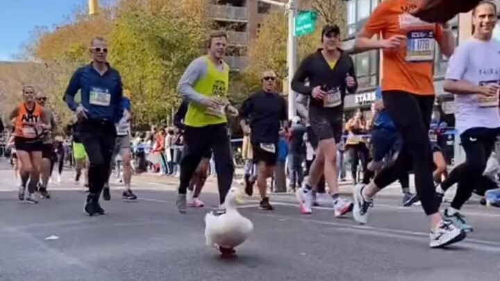 鸭鸭穿上自己的专属运动鞋跑马拉松，虽然垫底了，但是一直在坚持！