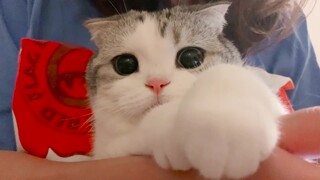 Mèo con muốn học Spider-Man trèo tường, ai ngờ bị cái mông to kéo lê...