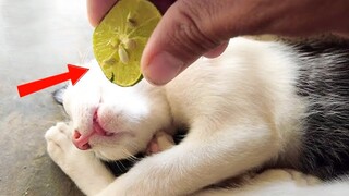 Funniest Cat Videos in the World #8 - Cute Cats and Dogs Videos