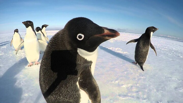 Penguin's Curiosity