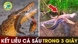 Cá Sấu Khiếp Sợ Khi Gặp Phải Những Sinh Vật Ác Quỷ này  | Vivu Thế Giới