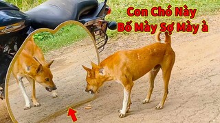 Thú Cưng TV | Thú Cưng Lầy Lội Vui Nhộn #11 | Chó mèo thông minh vui nhộn | Pets cute smart dog cat