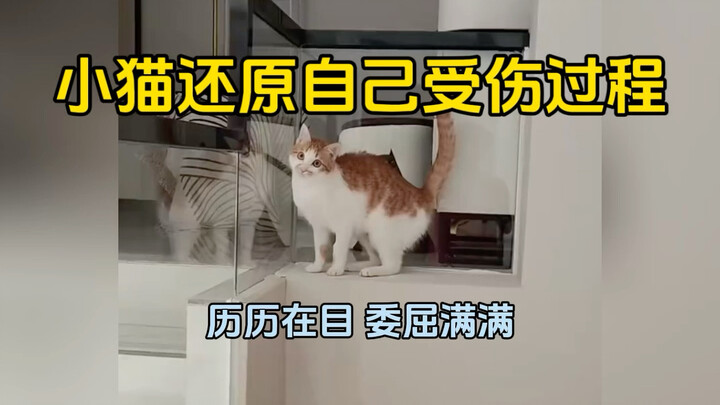 Bị chú mèo con này làm tan chảy, mèo con tái hiện cảnh mình bị ngã chấn thương, dáng vẻ ấm ức đến đá