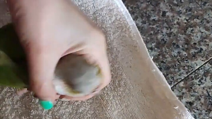 دجاج الجنوب يرى الثلج لأول مرة