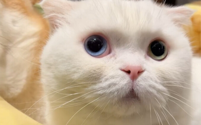 Who would have thought the one that causes the most chaos at home is actually this!