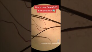 Damaged Hair under Microscope- Never seen this before #damagedhair #microscope