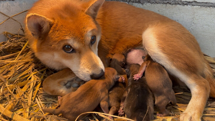 A white-faced female dog on the farm gave birth to seven adorable and healthy puppies today.