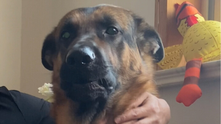 Semuanya adalah anjing gembala, mengapa ada perbedaan sebesar ini antara German Shepherd dan Border 