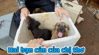 Hai Em Cún Cưng Của Chị Thơ Ở Trong Rừng