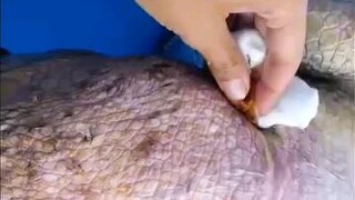 Thank you for saving the turtle