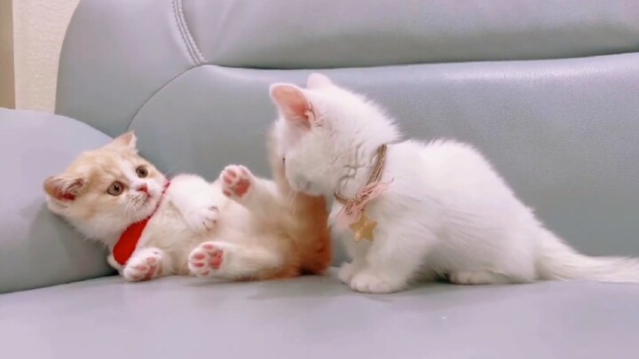 "Kittens aren't allowed to fight!"