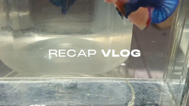 beberapa jenis cupang