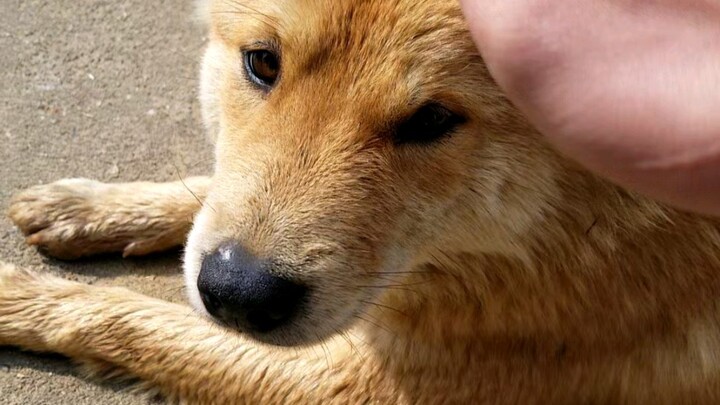 Petting Grandpa's Big Yellow Dog