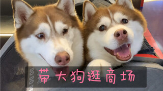 ในขณะที่เพื่อนๆ ของฉันกำลังโพสต์รูปลูกๆ ของพวกเขา ฉันกลับ... พาสุนัขสองตัวของฉันไปที่ห้างสรรพสินค้า?
