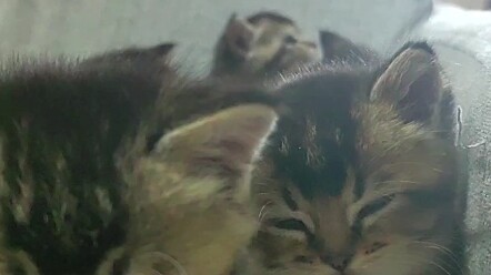 When the little kitten completely trusts you