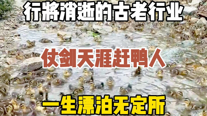 它是一个我国快要消失的古老职业，赶鸭人，一生漂泊浪迹天涯