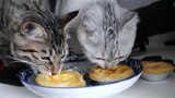 [Hewan]Kucing yang Curi-curi Makan Eggtart