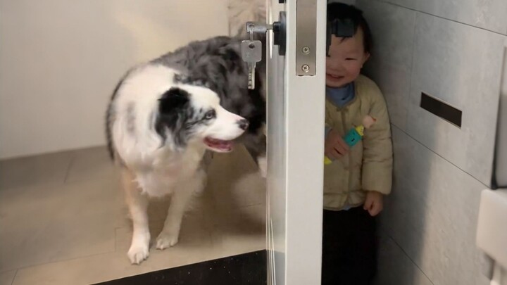 "Border Collie: Raising Humans Is So Annoying!"