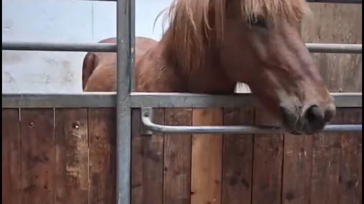 Beautiful Powerful Horse #horses