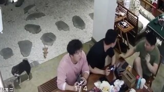 第一次经历地震的狗子