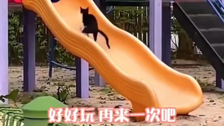 ดูเหมือนมันเล่นสนุกมากเลยนะ!