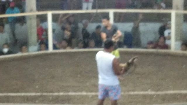 grey.. 2cock ulutan 2nd fyt CHAMPION