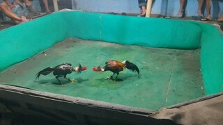 ayam apa ini judul nya😁😁😁 si hitam abaran ke 4 pukul nya blum kliatan juga