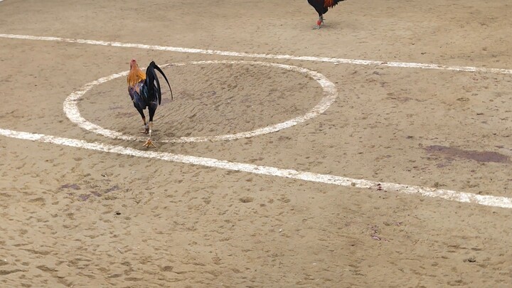 del Monte cockpit champion( 2nd fyt)