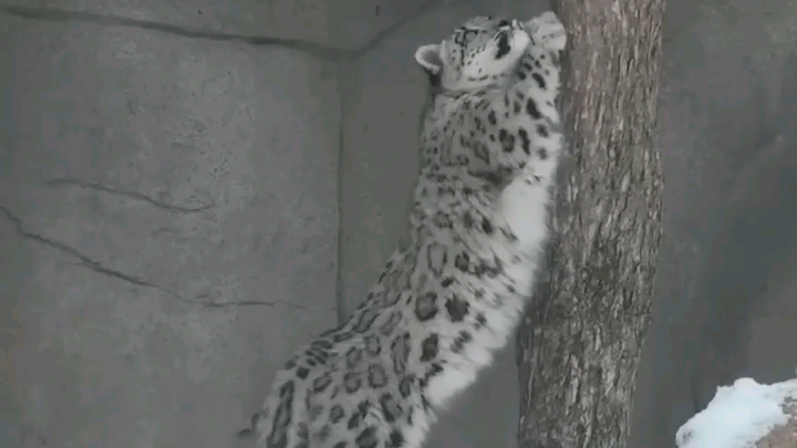 Snow Leopard