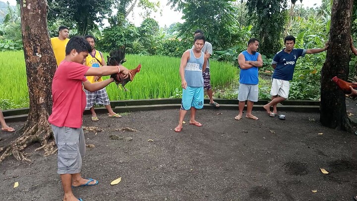 Manok Na BanGong Huli Sa Palayan ini Laban Na Agad.