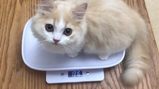 July 8, 2019 Cat Weighing Proof