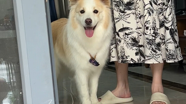 When the puppy got its own smartwatch