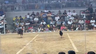 2nd fyt at dmca my black henny pa champion!