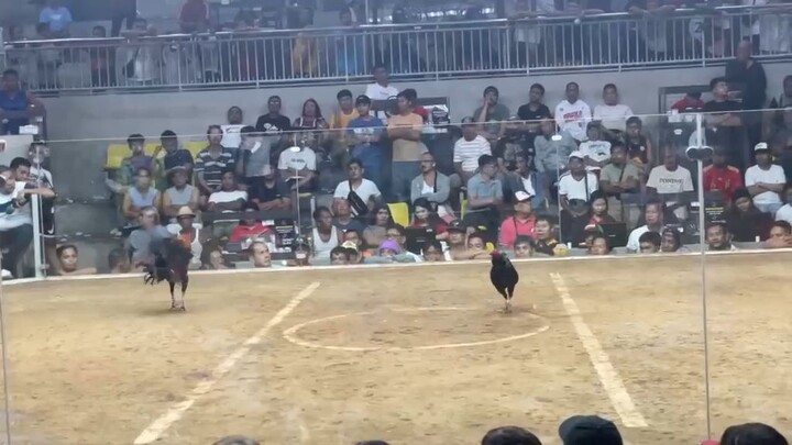 2nd fyt at dmca my black henny pa champion!